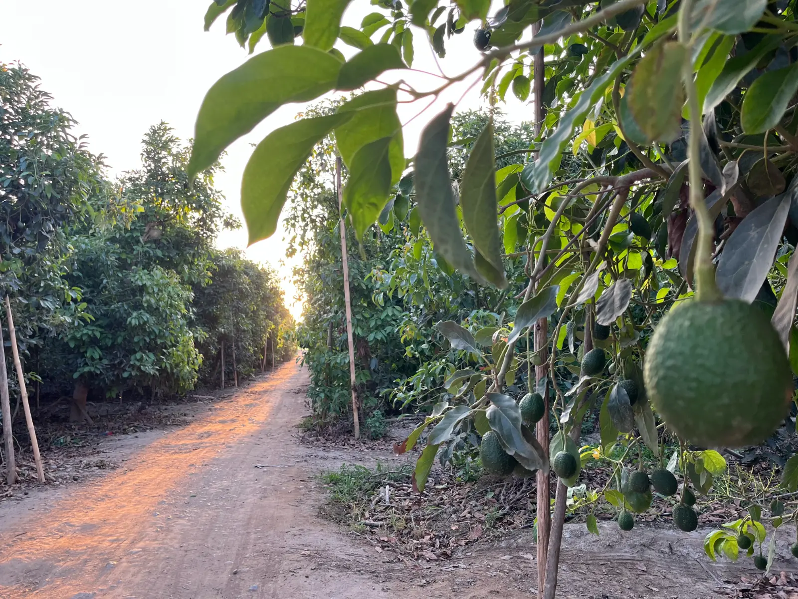 Palta Hass de Exportación
