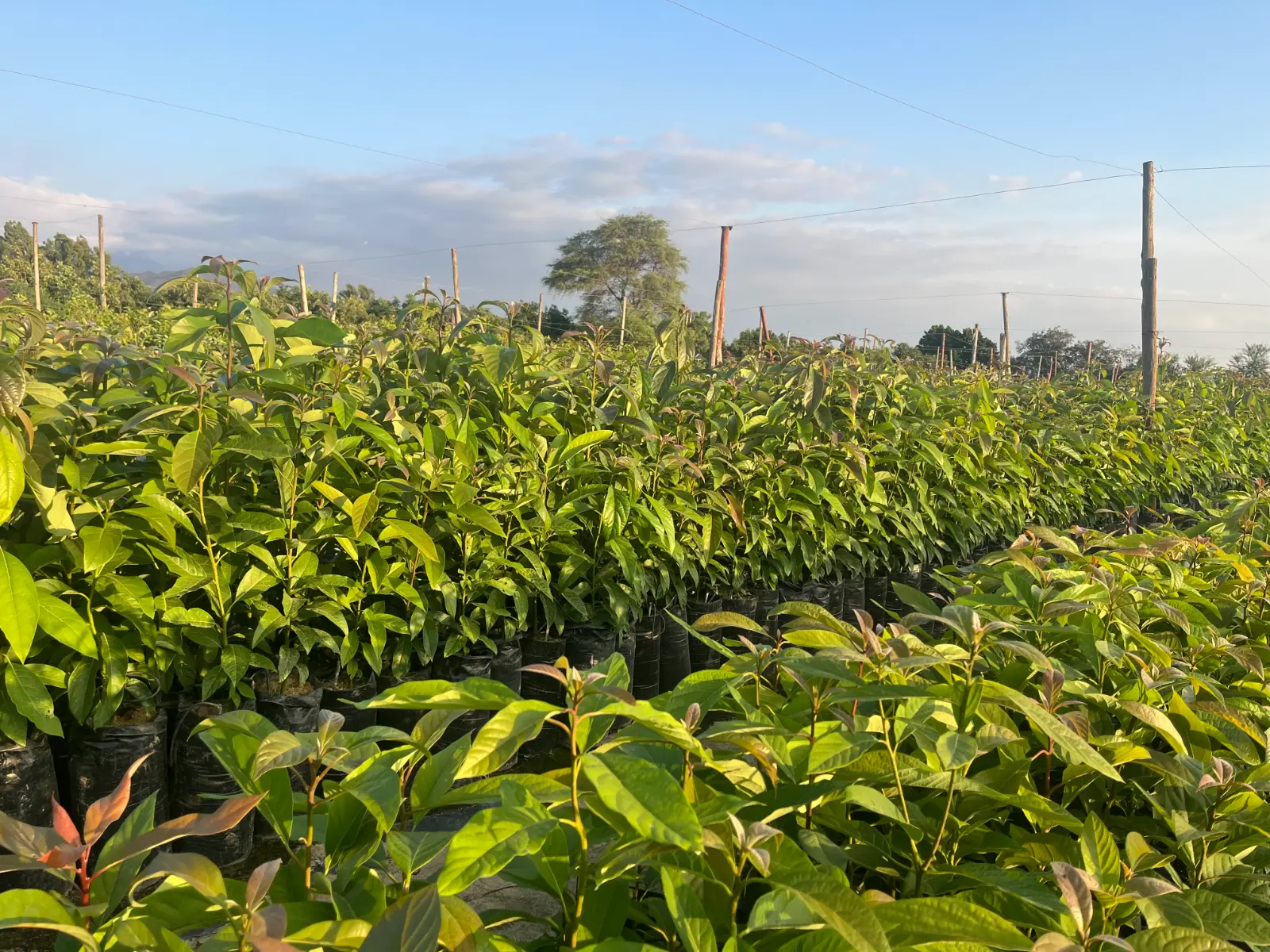 Plantones de Palta, Limón y Mango