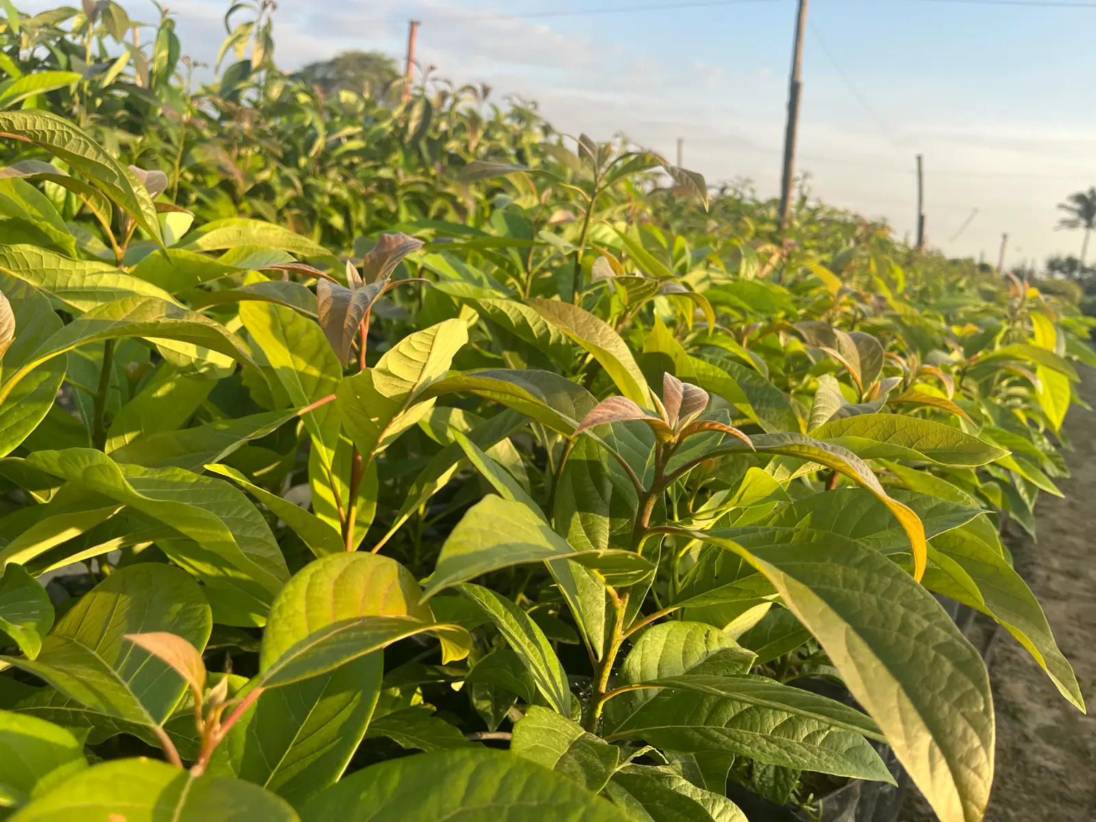 Reservorio de agua para riego agrícola