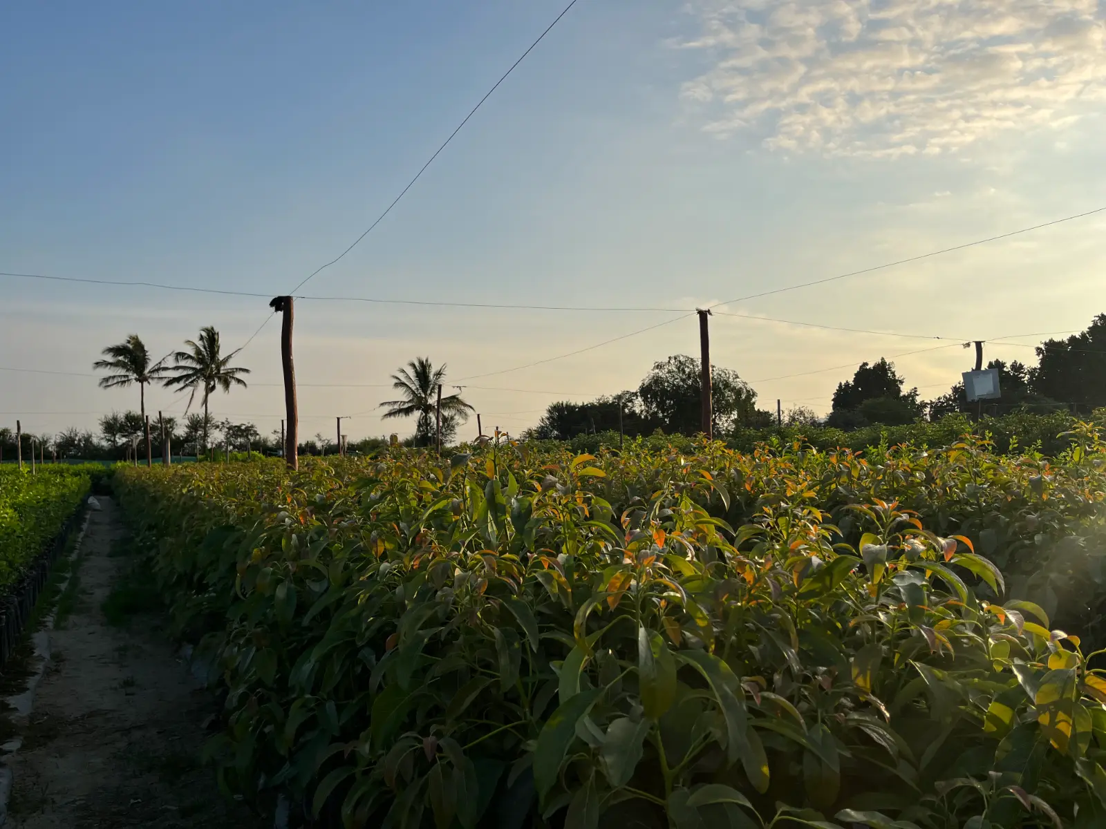 Producción de vivero